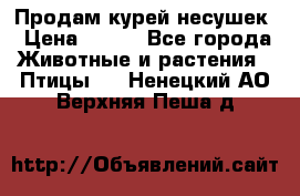 Продам курей несушек › Цена ­ 350 - Все города Животные и растения » Птицы   . Ненецкий АО,Верхняя Пеша д.